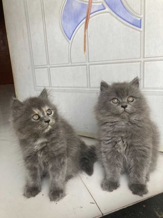 British longhair Kitten in Imphal